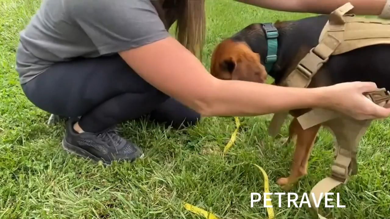 Elite K9 Tactical Dog Harness - MOLLE System & Quick Release - Tactical Dog Harness Readi Gear